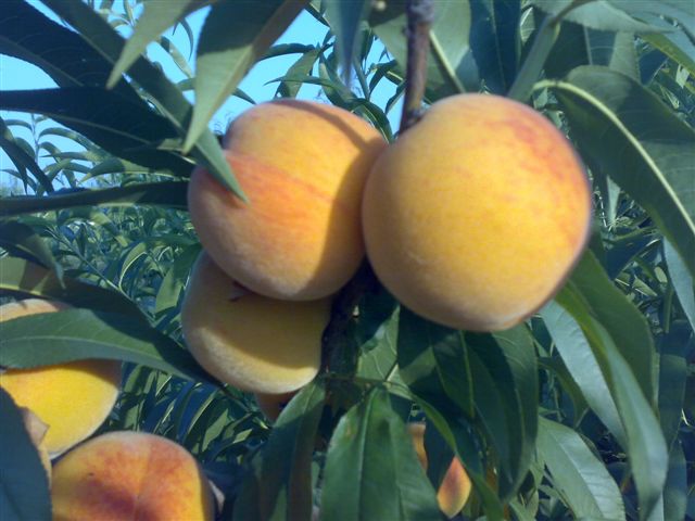 Percoca - Percoca Romea